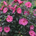 Summerific Berry Awesome Hibiscus