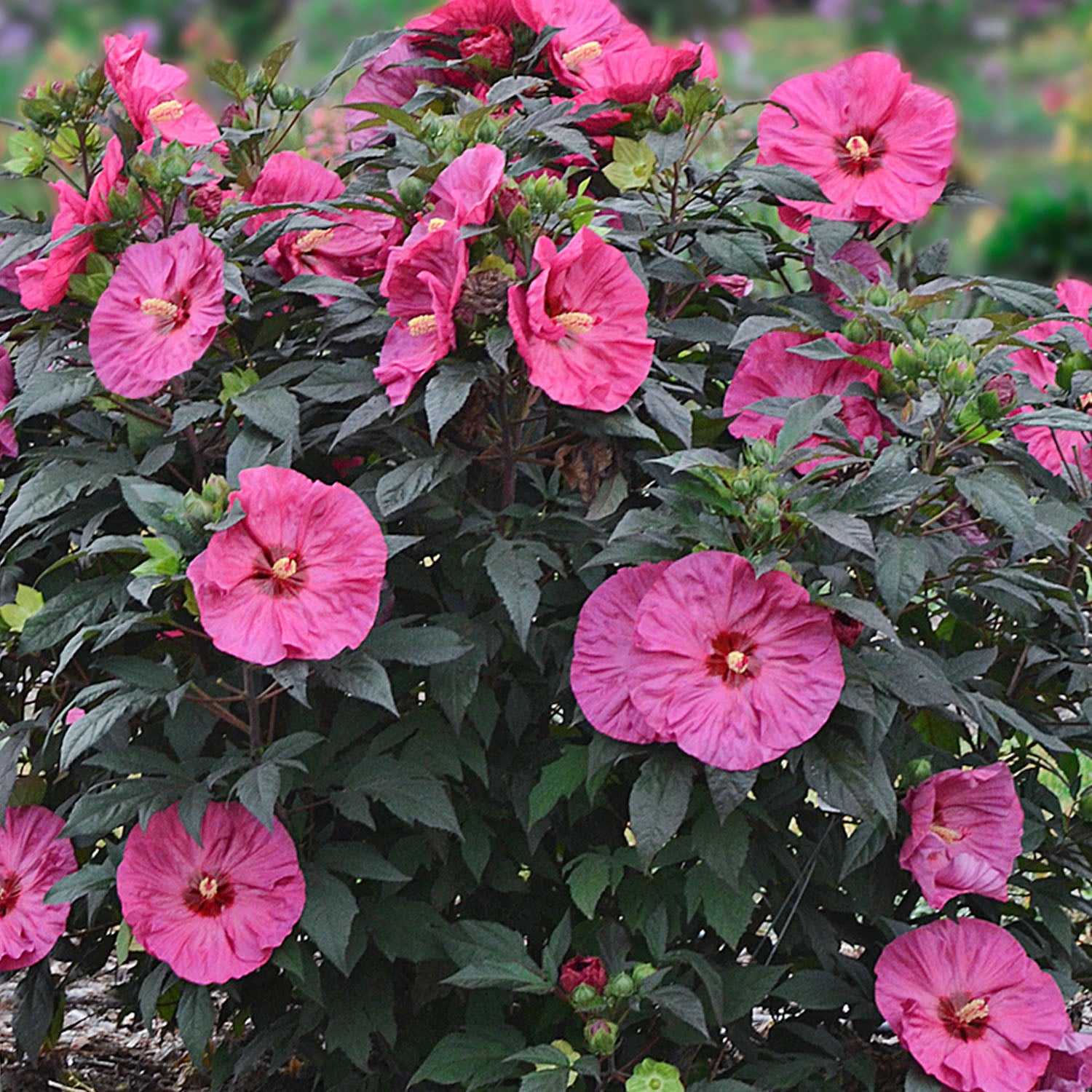 Summerific Berry Awesome Hibiscus