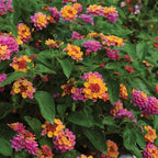 Landmark Rose Sunrise Lantana