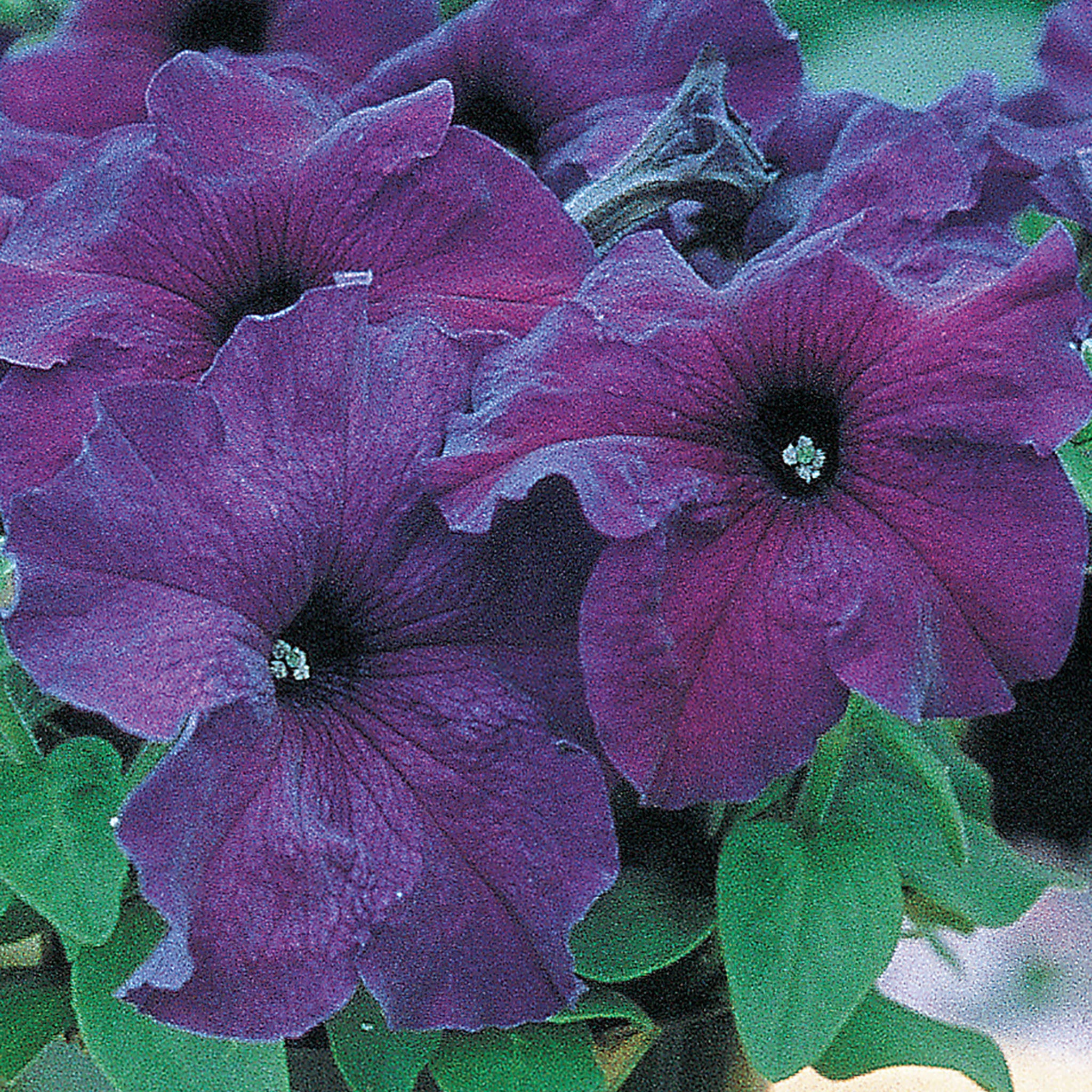 Supercascade Blue Petunia