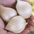 Elephant Garlic Bulbs