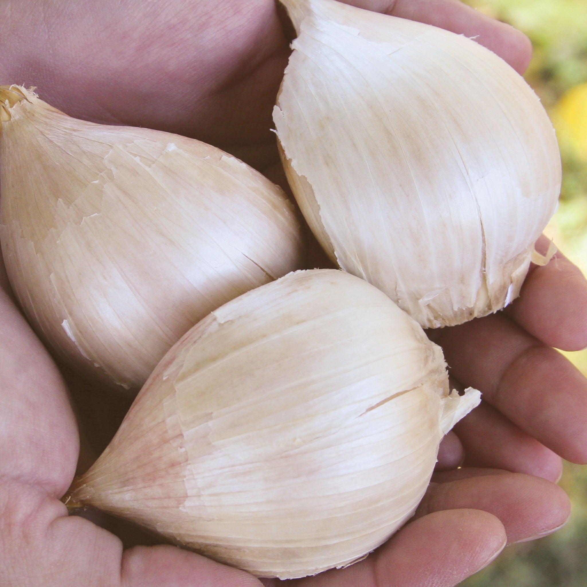 Elephant Garlic Bulbs