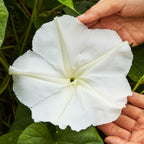 Giant White Moonflower