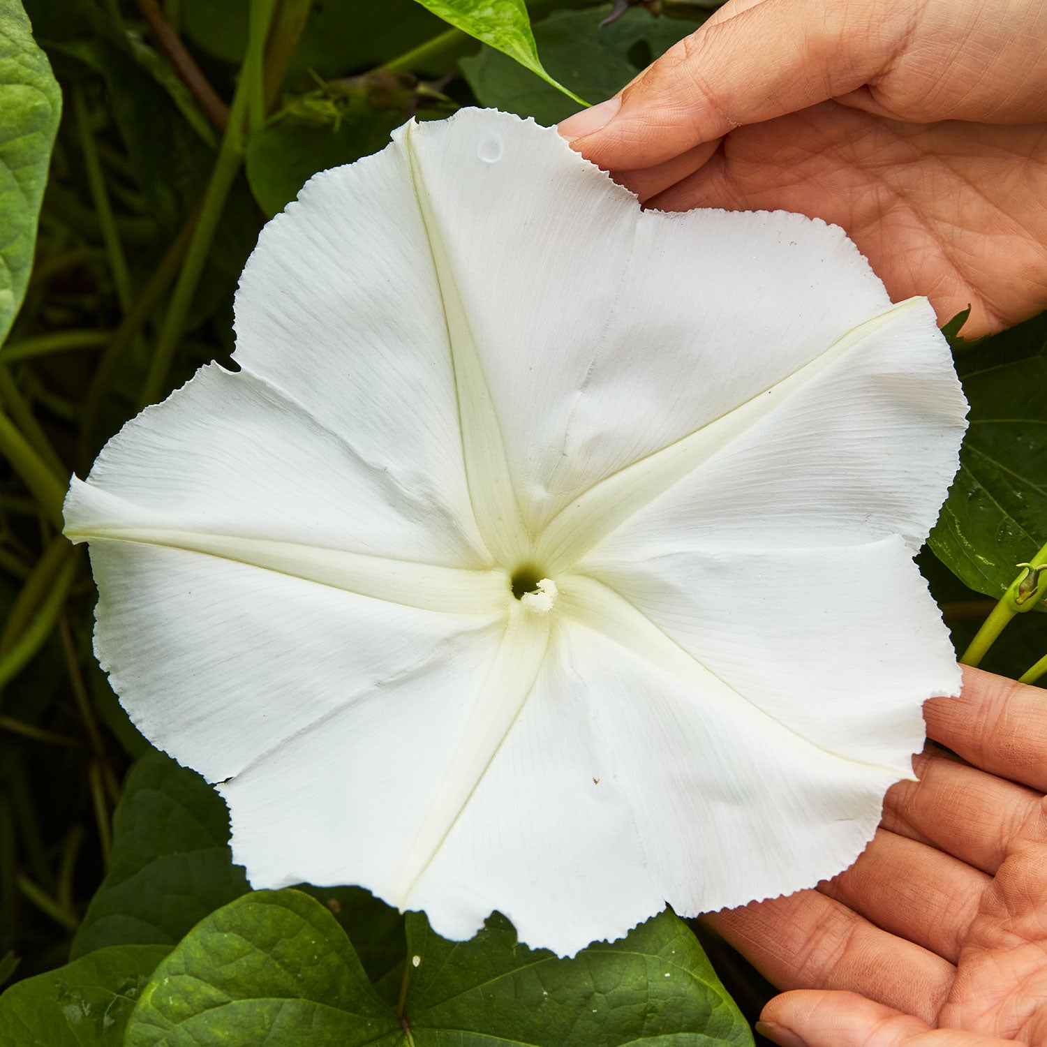 Giant White Moonflower