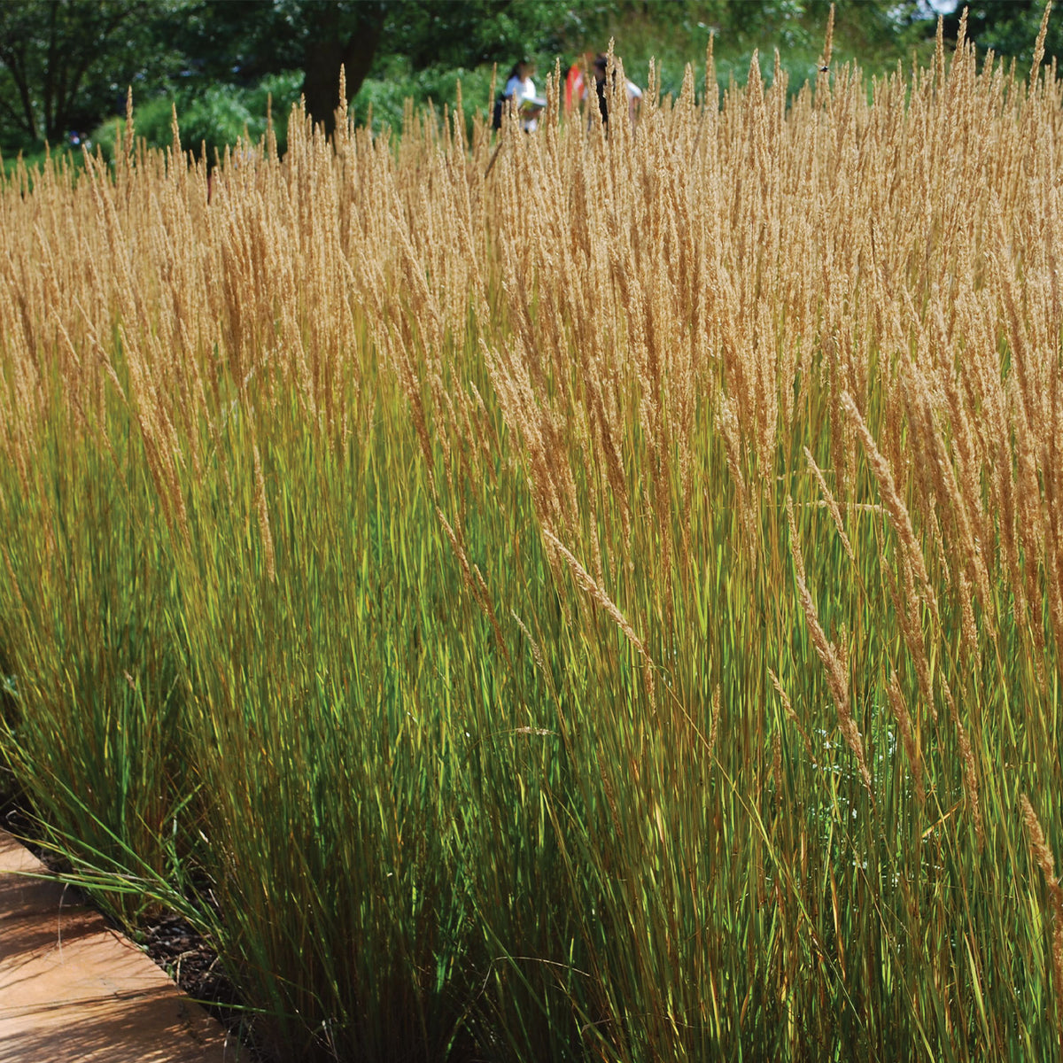 Karl Foerster Calamagrostis