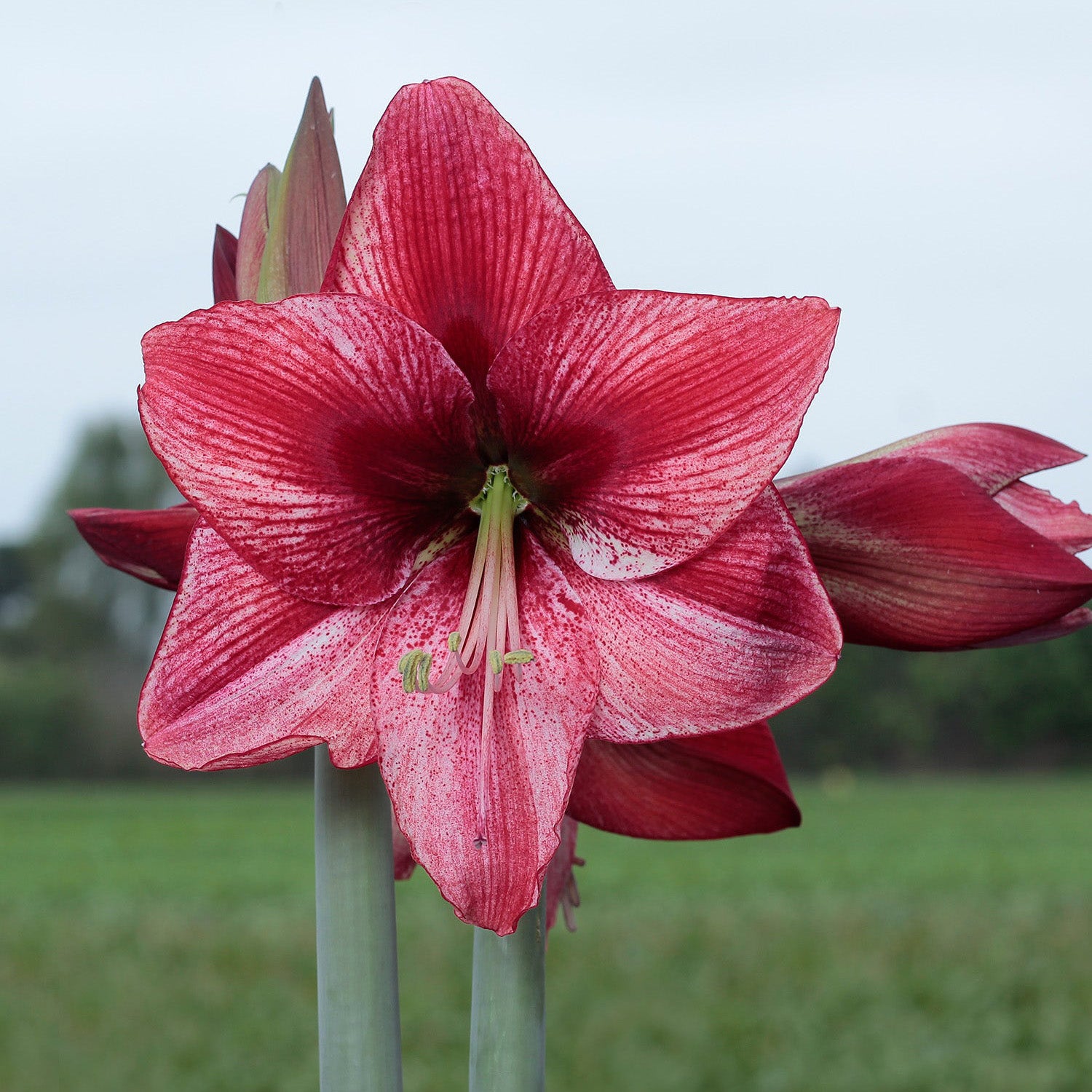 Revelation Amaryllis Bulb