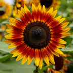Tiger Eye Sunflower