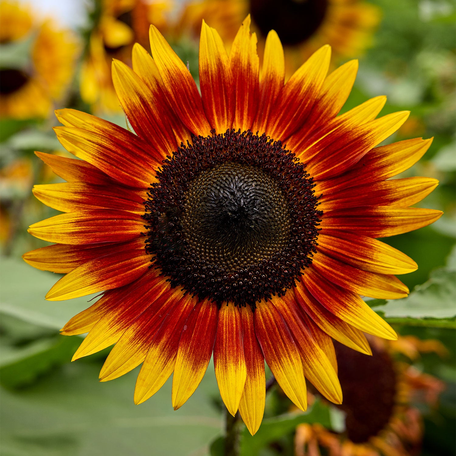 Tiger Eye Sunflower