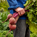Detroit Supreme Beet