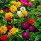 Zesty Mix Zinnia