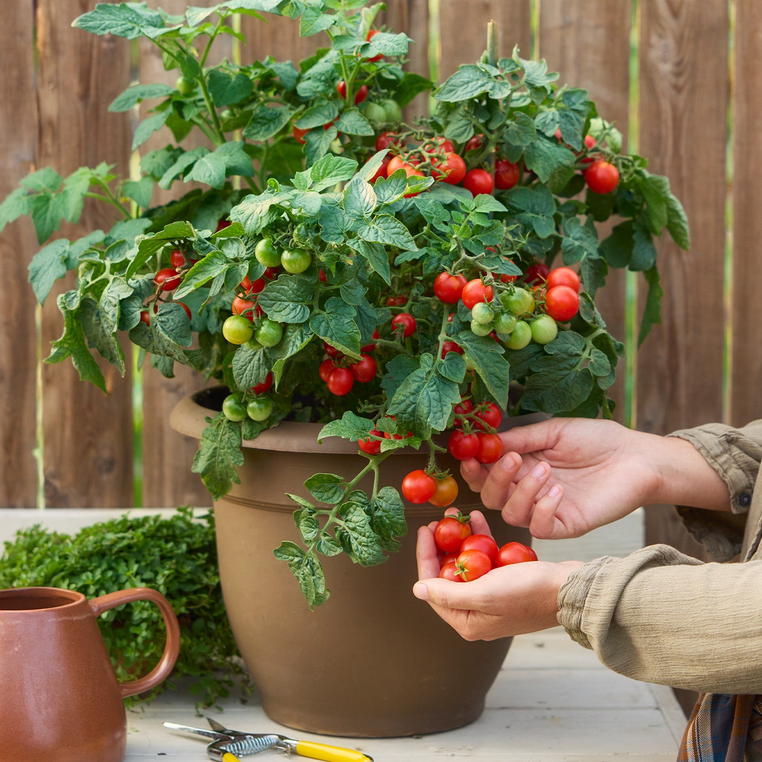 Veranda Red Tomato