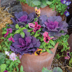 Song Bird Red Ornamental Kale