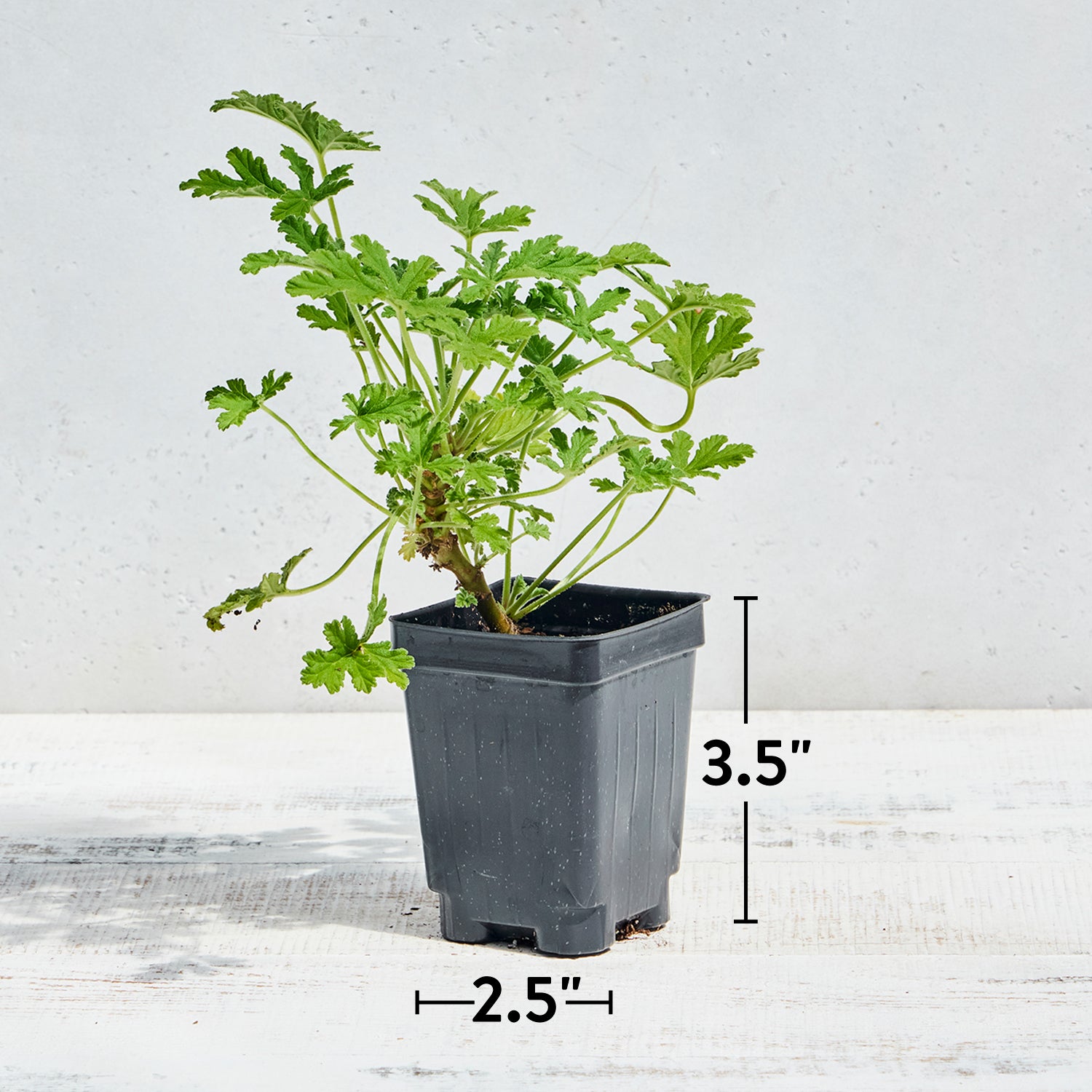 Citronella Geranium (Scented)