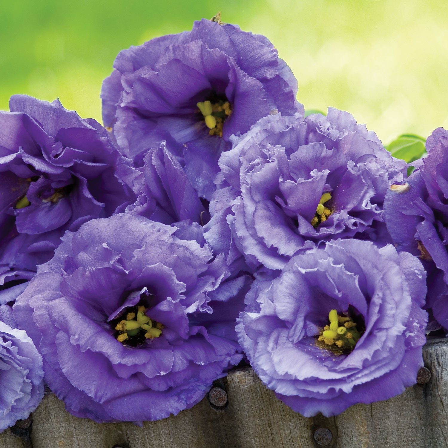 Lisianthus "The Blue Rose"®