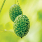 Mexican Sour Gherkin Cucumber