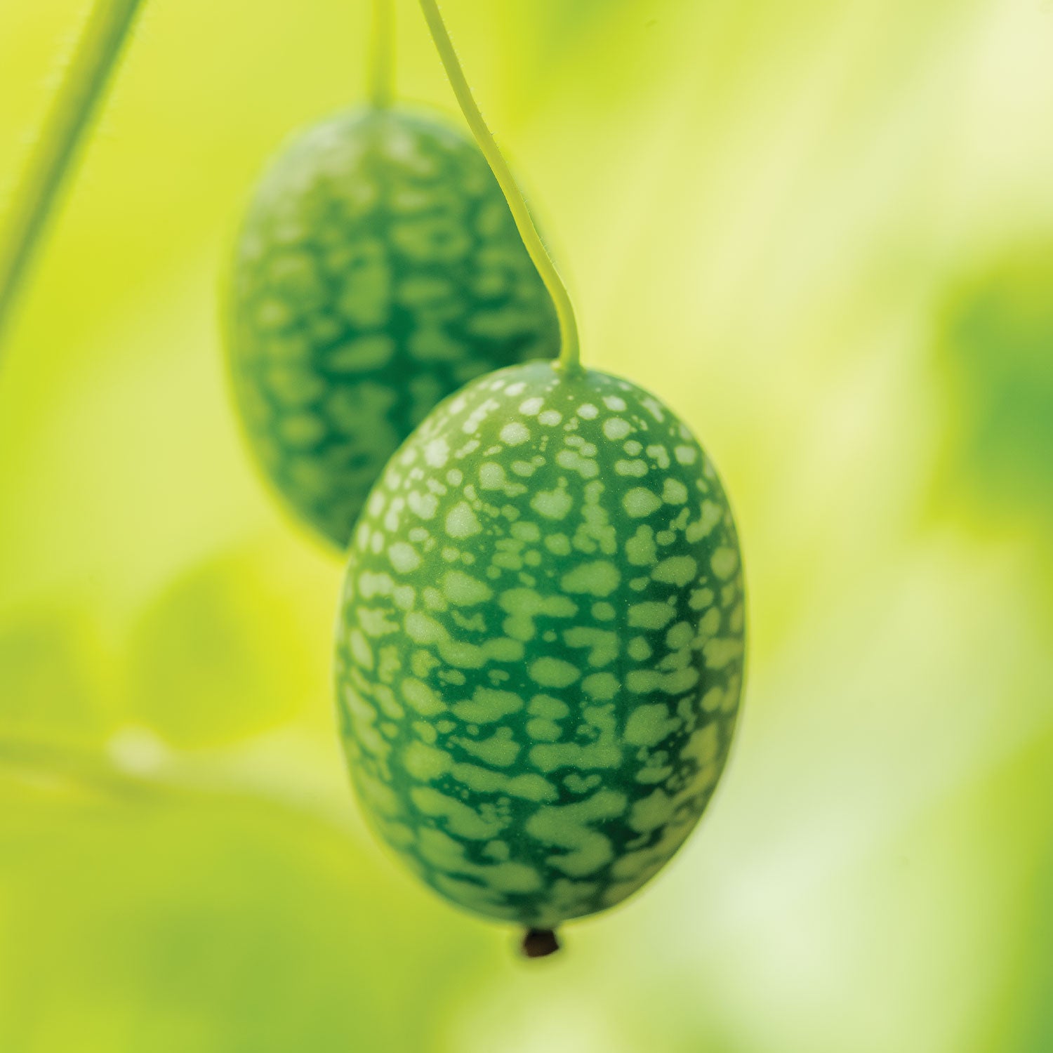 Mexican Sour Gherkin Cucumber