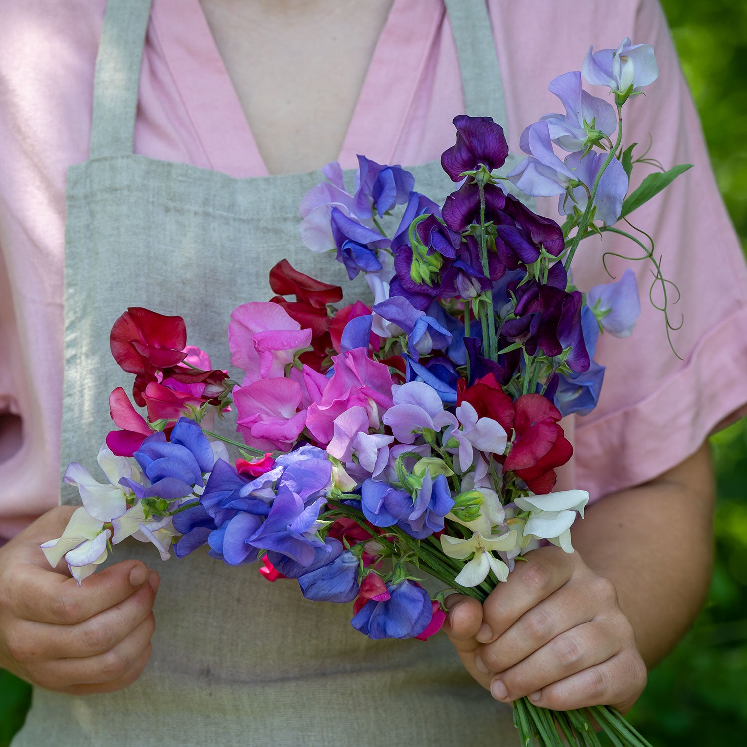 Eckfords Finest Mix Sweet Pea