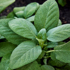 Broad Leaf Sage