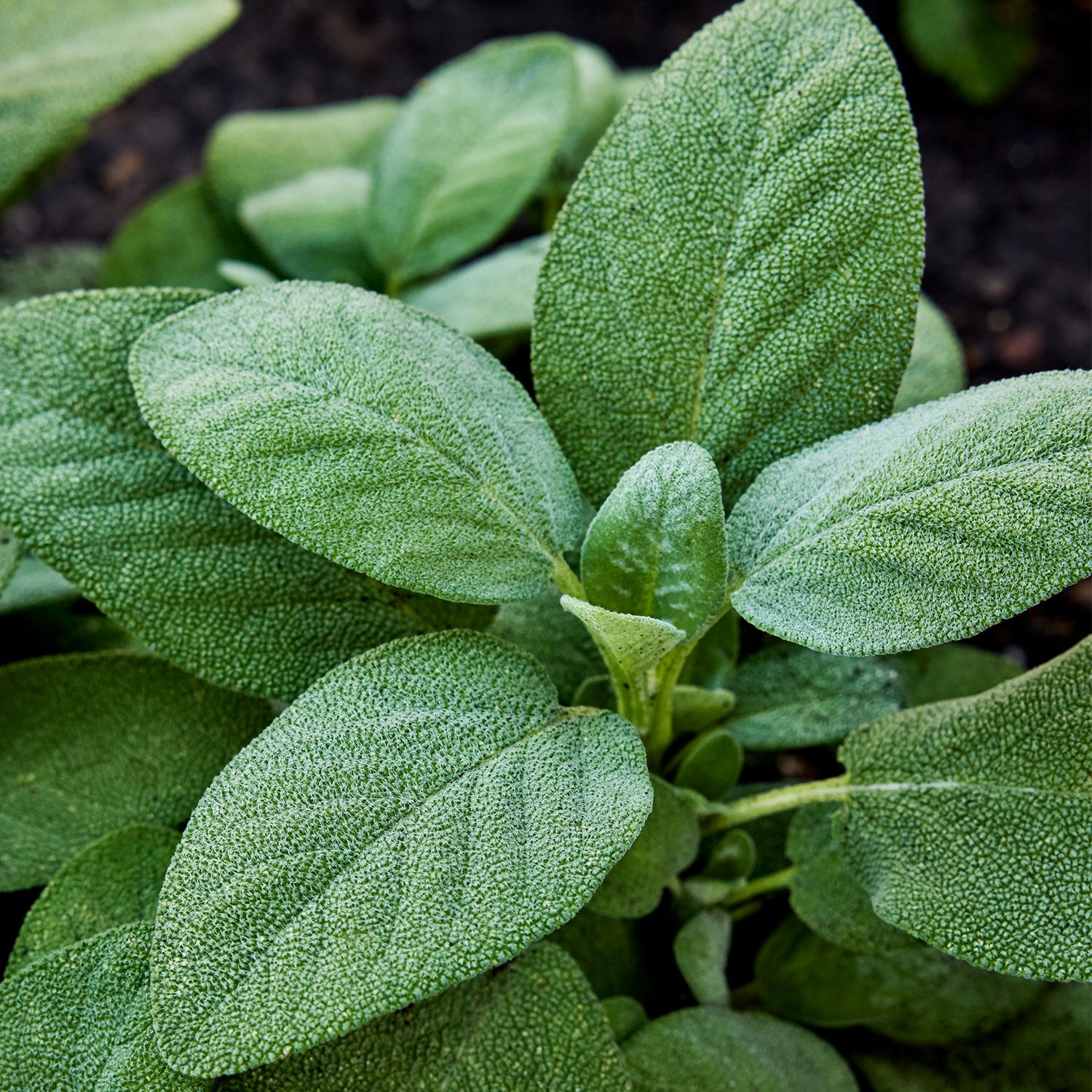 Broad Leaf Sage