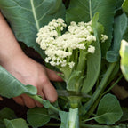Fioretto 60 Cauliflower