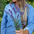 SuperBlue PPAF Lavender