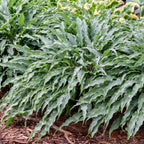 Silly String Hosta Bare Roots