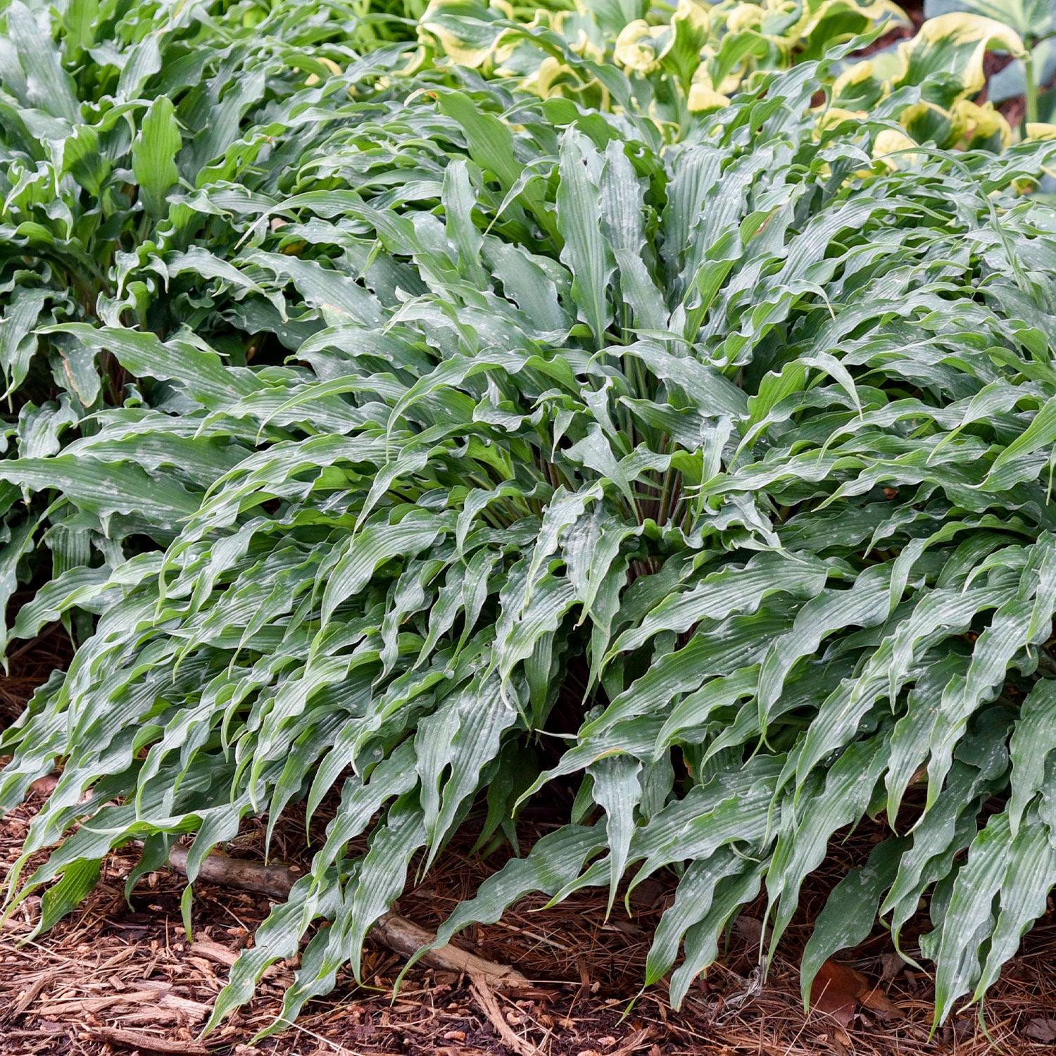 Silly String Hosta Bare Roots