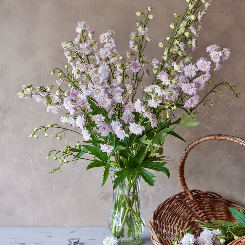 Highlander Moonlight Delphinium Bare Root