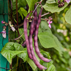 Trionfo Violetto Pole Bean
