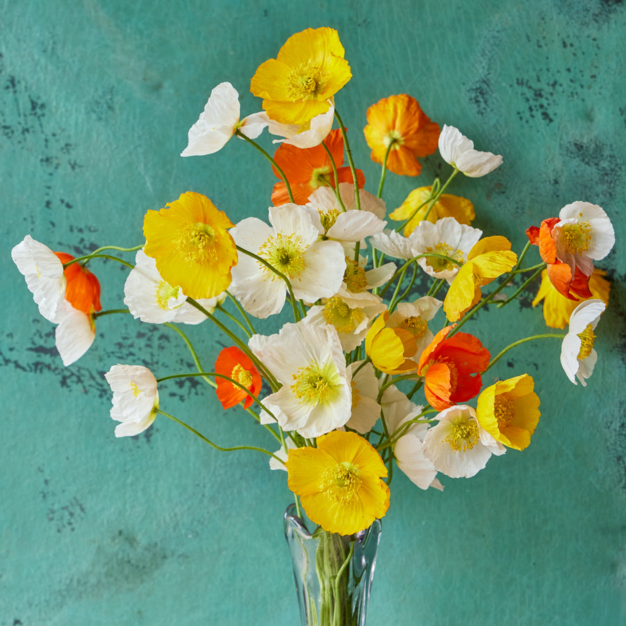Ballet Slippers Mix Poppy