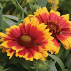 Arizona Sun Gaillardia
