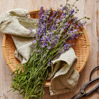 Munstead Lavender