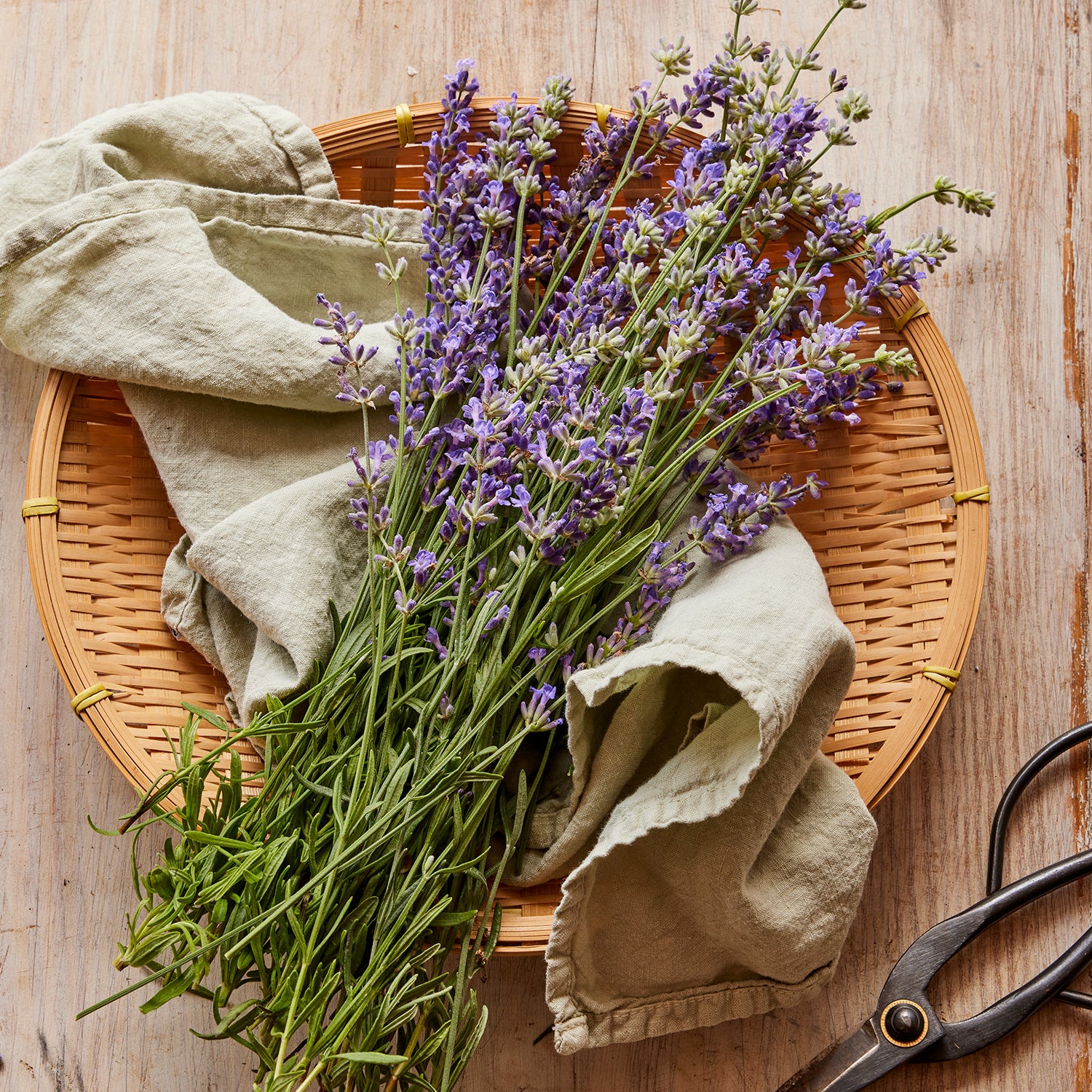 Munstead Lavender