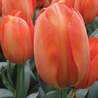 Orange Balloon Tulip Bulbs