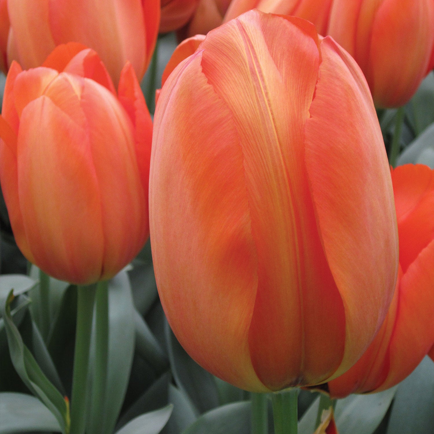 Orange Balloon Tulip Bulbs