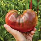 Black Krim Tomato