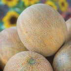 Burpee's Ambrosia Cantaloupe