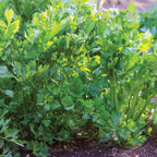 Tango Celery