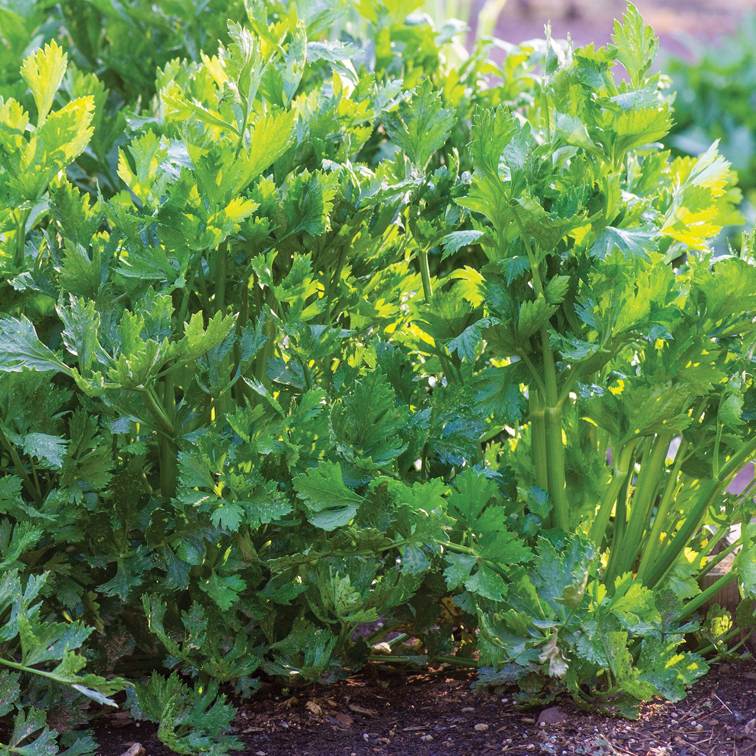 Tango Celery