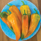 Mama Mia Giallo Sweet Pepper