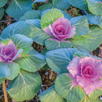 Crane Pink Ornamental Kale