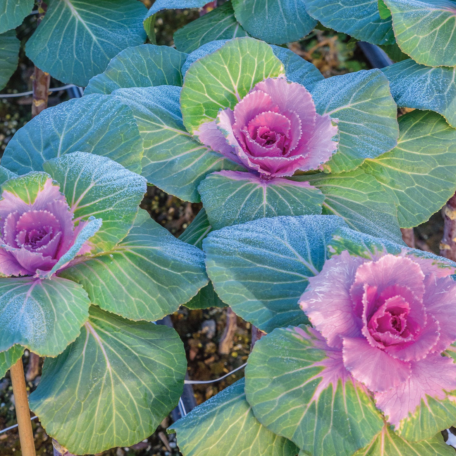 Crane Pink Ornamental Kale