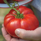 Madame Marmande Tomato