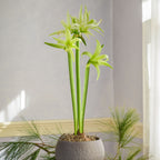 Evergreen Cybister Amaryllis Bulb