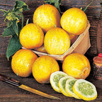 Lemon Cucumber