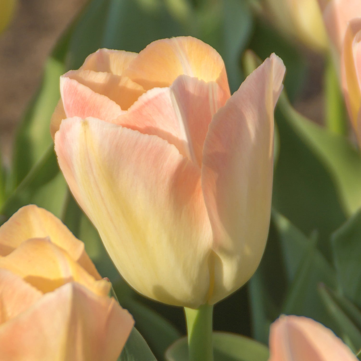 Tulip, Jade Maiden