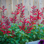 Roman Red Salvia