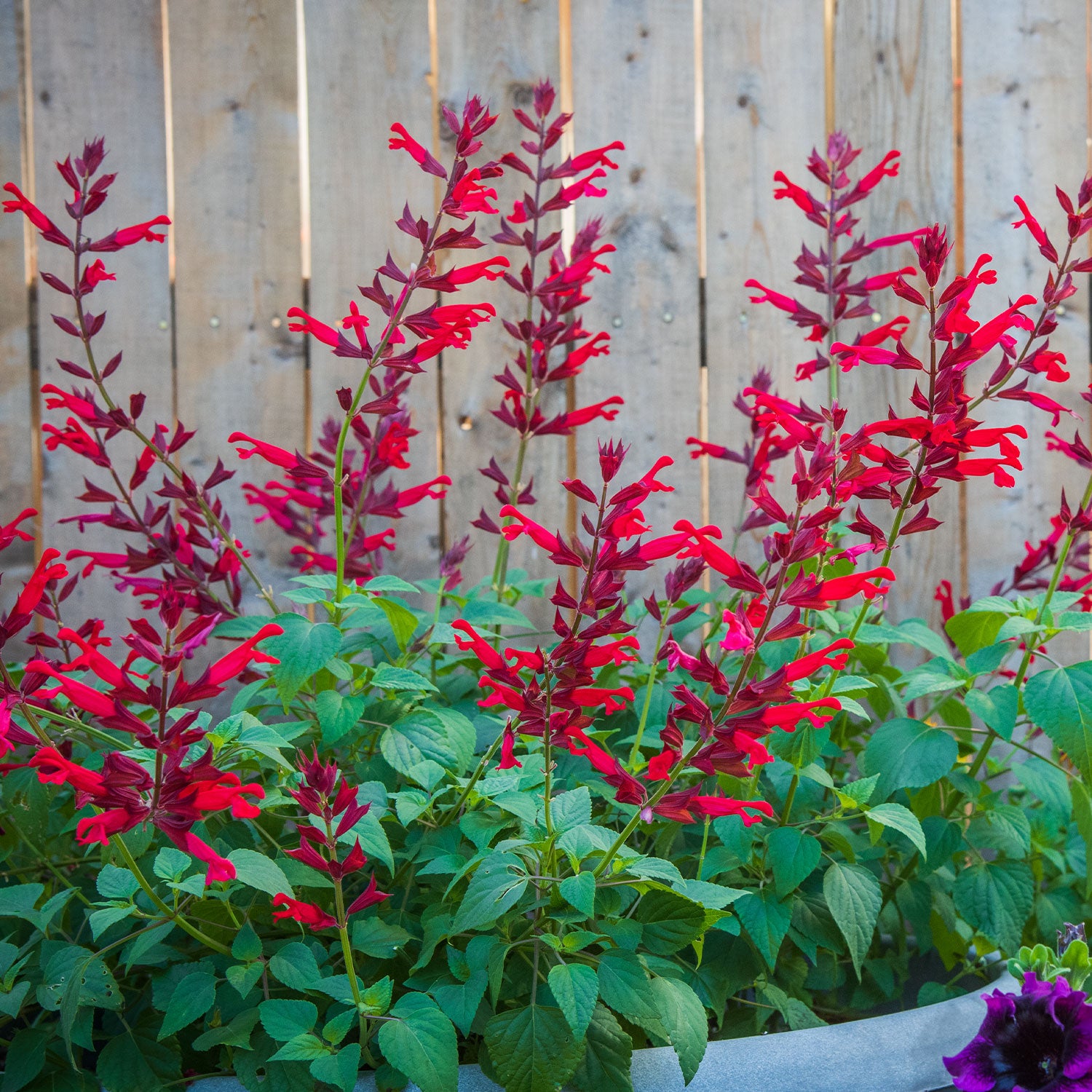 Roman Red Salvia