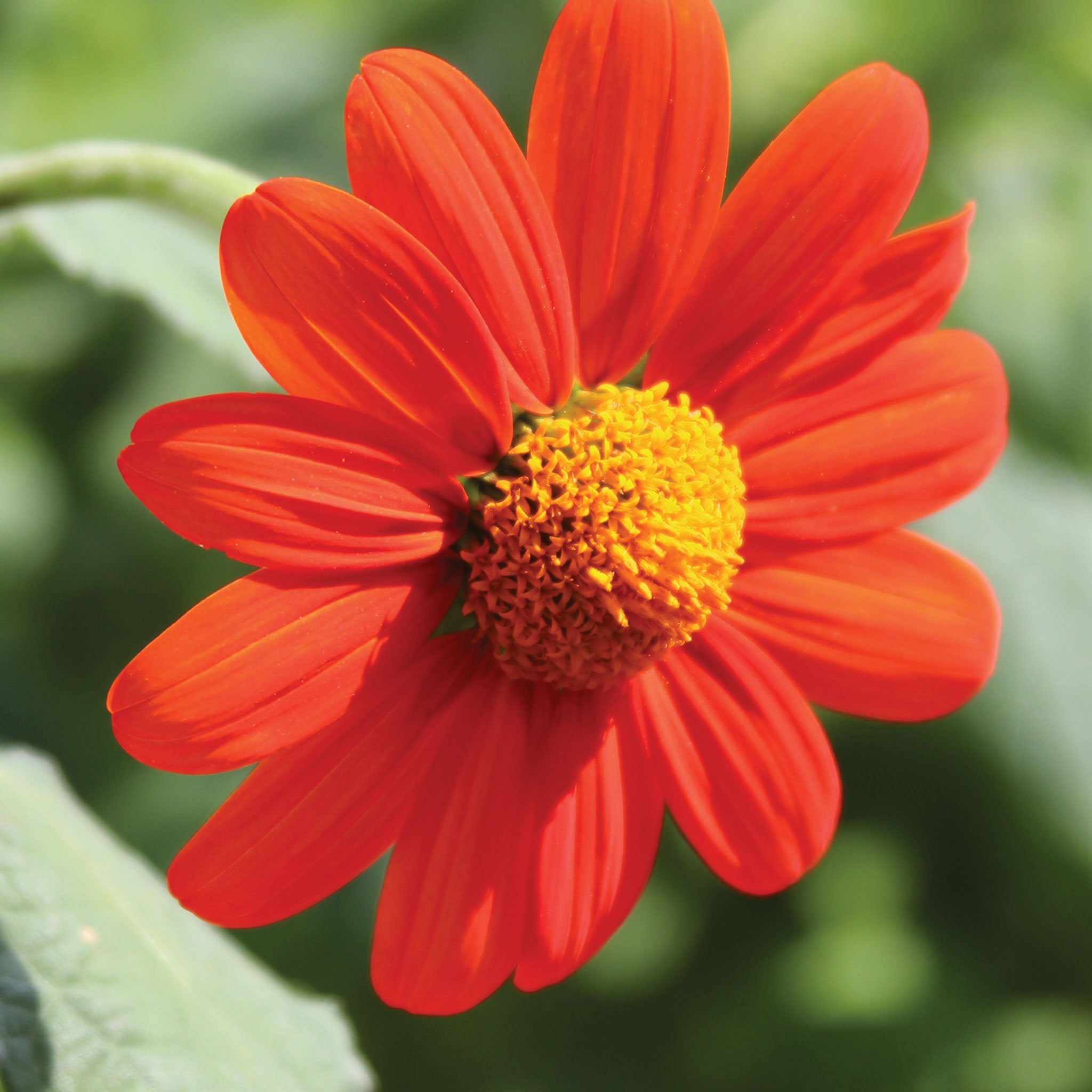 Sundance Tithonia