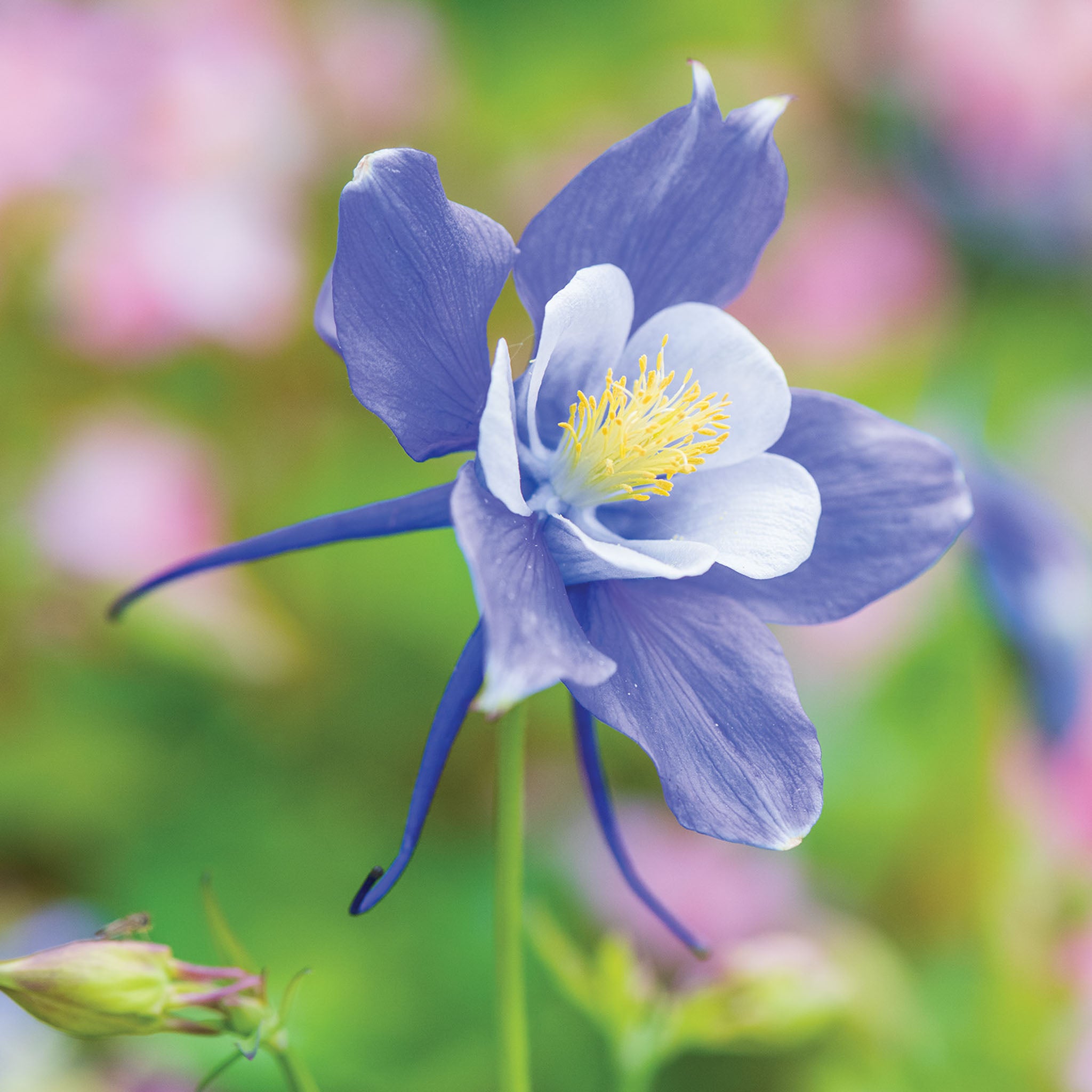 Early Bird Blue & White Columbine